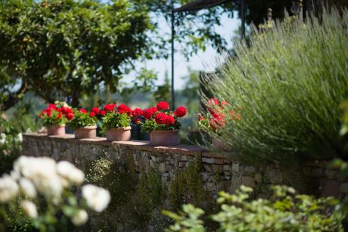 Ancora del Chianti
