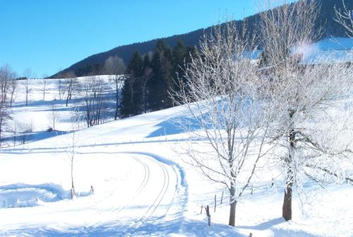 Fewo am Skihang / Bergwiese