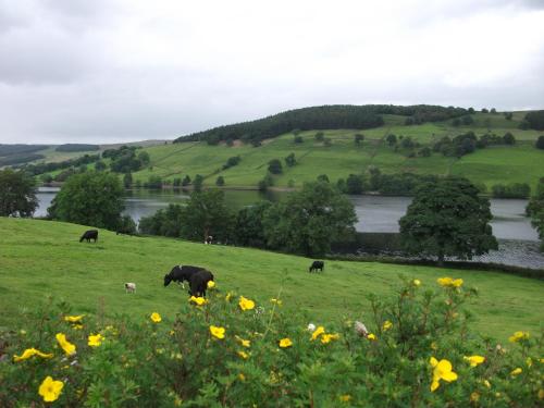 THE FIRS B&B &TEA ROOM - image 2