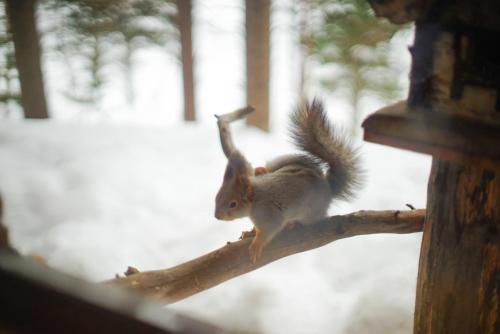 Neljän Tuulen Tupa