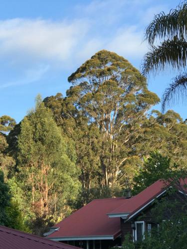 森林山林小屋度假酒店