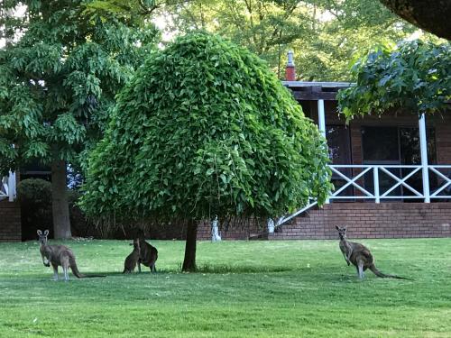 森林山林小屋度假酒店