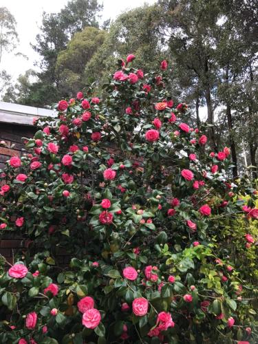 森林山林小屋度假酒店