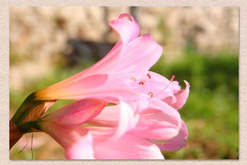 Villa Ketty Resort - image 4