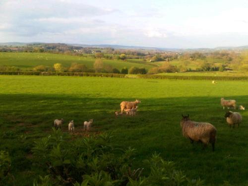 The Draen Bed and Breakfast - image 11