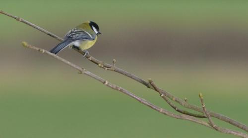 Brook Meadow - image 13