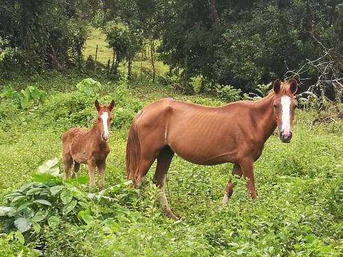 Vocaré Finca Agroecológica