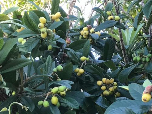 Frognal Apartment in Bermuda