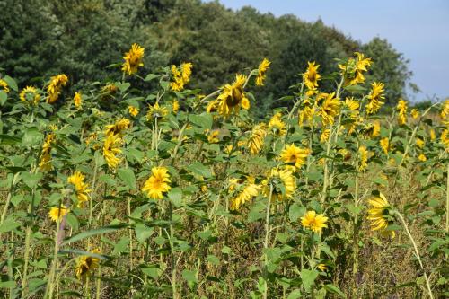 Slapen bij Uppruna Slapen bij Uppruna
