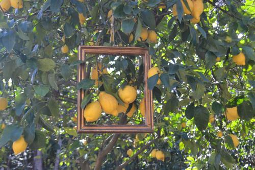 Sorrento Experience - image 7