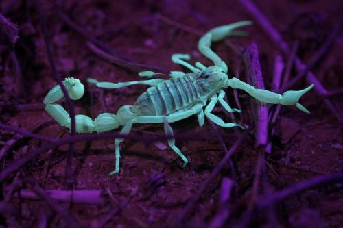 Yvonne's Hikers Base Sde Boker in Sde Boker