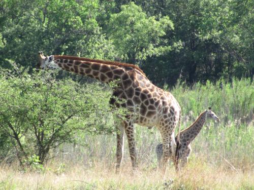 La Barune Game Lodge