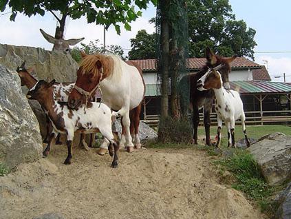 la ferme des 4 chenes