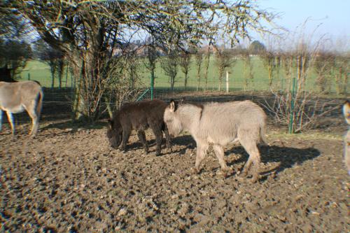 B&B Le Relais de Charlinette - image 10