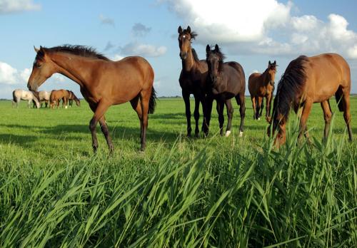 "Wattengebiet Entdeckungsreise" "Wattengebiet Entdeckungsreise"