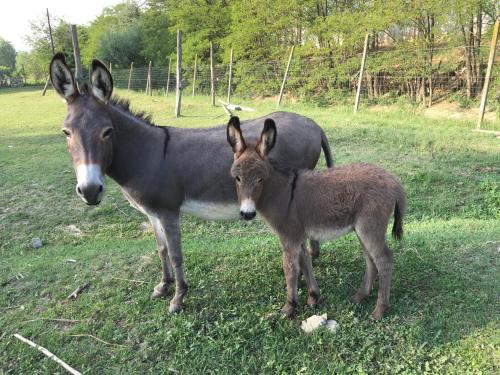 Agriturismo Relais "il Bricco"