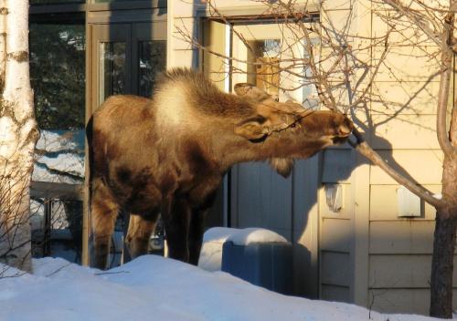 Susitna Place B&B – Anchorage, AK