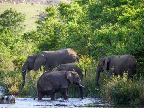 Nkomazi Game Reserve by NEWMARK