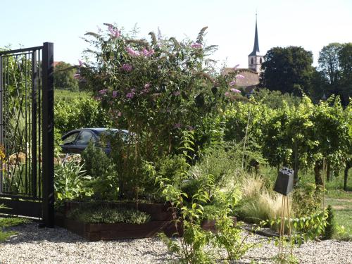 Riesling Stein Home - image 10