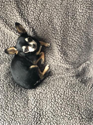 Hotel Helverica 赫尔维里卡图片