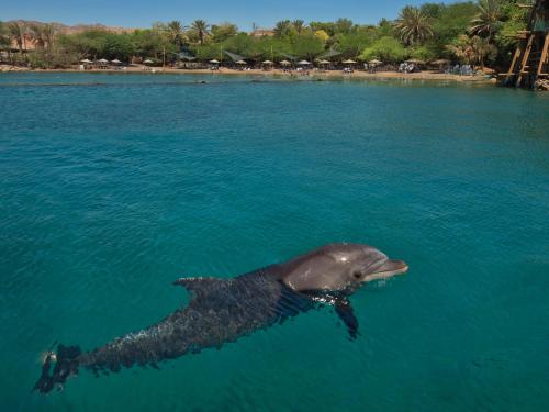 فندق دان إيلات فندق دان إيلات