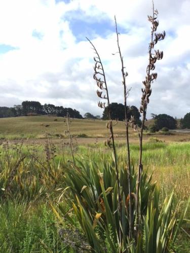 Entabeni - Accommodation - Raglan