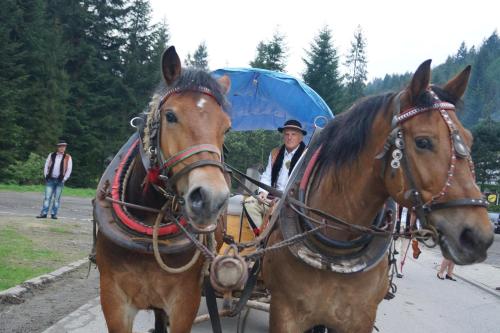 Noclegi u Marii - Koninki in 波雷巴維爾卡