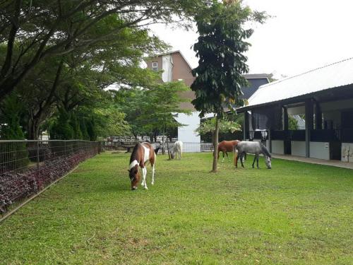 APM Equestrian Resort
