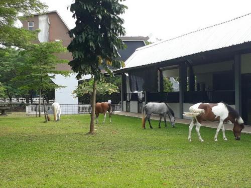 APM Equestrian Resort