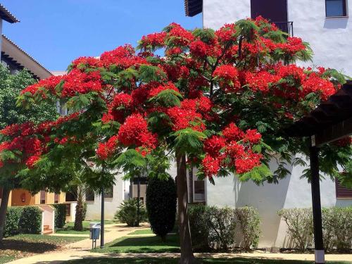 Apartamento VenAVera Playa Jardines de Nuevo Vera N3-2A Ático Primera Línea WIFI - image 7