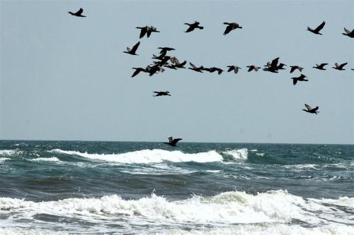 La Olteanu La Olteanu