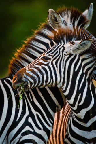 Geiger's Camp in Timbavati Game Reserve by NEWMARK