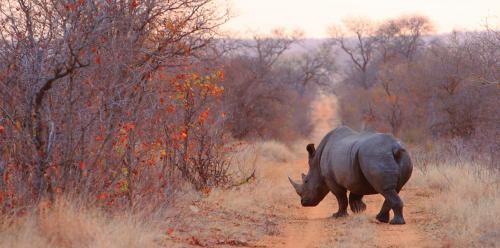 Geiger's Camp in Timbavati Game Reserve by NEWMARK