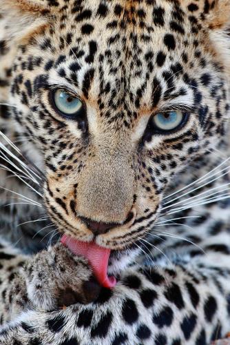 Geiger's Camp in Timbavati Game Reserve by NEWMARK