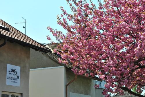 Apartmány za sakurou obrázok