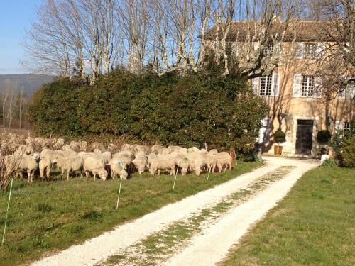 B&B Domaine Le Clos du Pavillon "Authenticité et Ressourcement garantis" chambre d'hôte Brignoles
