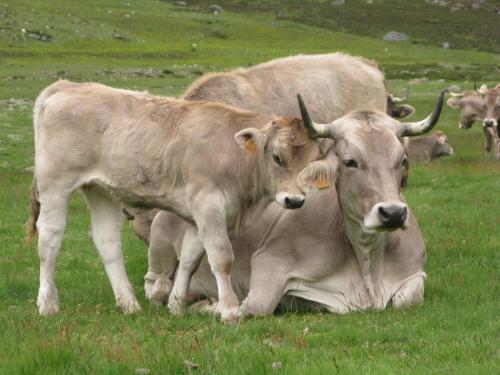 La Posada de Cucayo - image 9