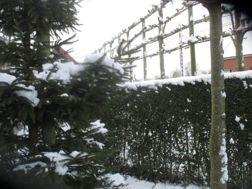 B&B Greenhouse 37 - image 5