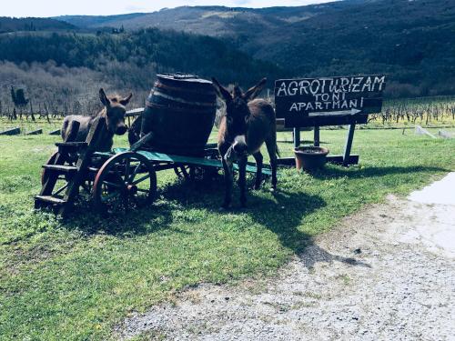  Agroturizam Toni, Pension in Motovun