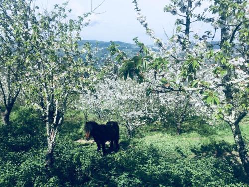  Casa Rural Da Costeira in Cinfães