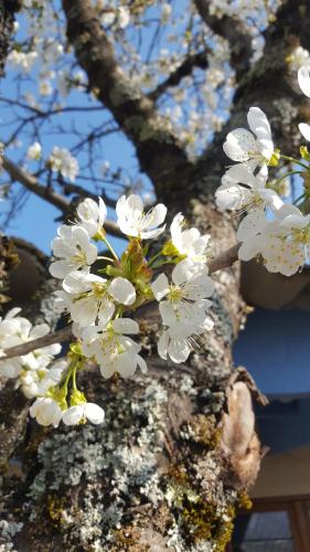 Maison Castellane Chambre d'Hotes B&B