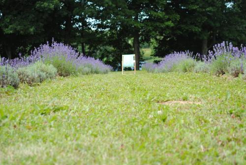 Lavender Village - image 4
