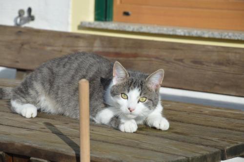 Bauernhof Unterhöfner - image 2