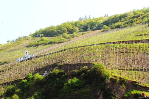 Pension Adelheid Moselhype&Wine – Zell (Mosel)