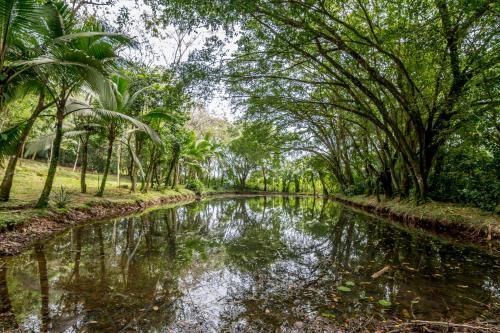 Ara Ambigua Lodge