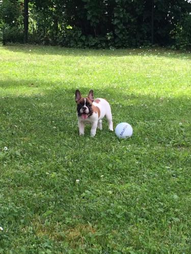 Marton Apartman in Balatonszemes