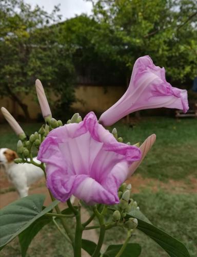 Garden, Casa Mariana in Alajuela
