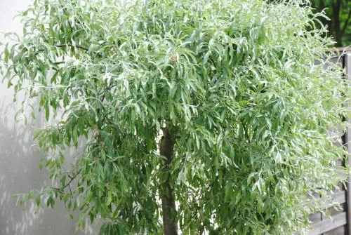 Glück Auf im Pott in Bottrop, Deutschland