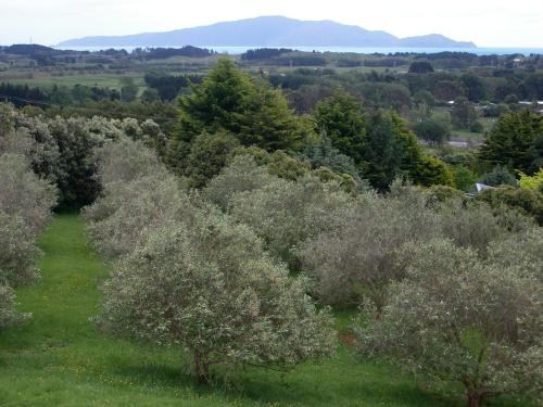 Omgivningar, Apartment 45 @ Noble Estate in Waikanae