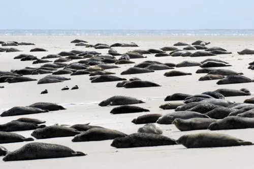 BORKUMUNTERKUNFT - WOH2 - IM HERZEN DER INSEL in Borkum, Deutschland